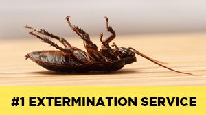 Cockroach-Exterminator